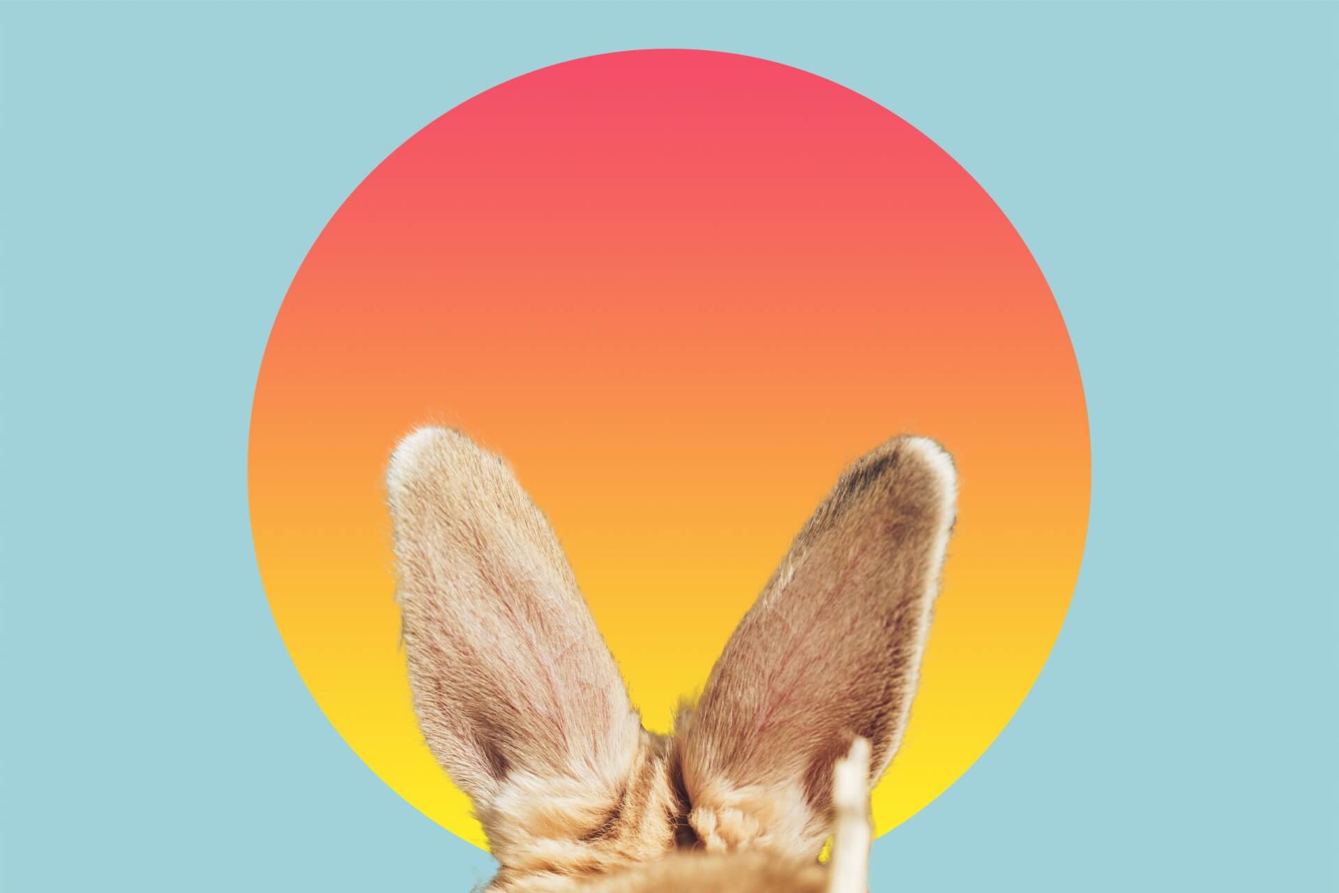 Automating Social Media Promotion with Social Rabbit plugin